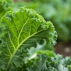 The Forgotten Vitamin K Essential for Healthy Blood Flow